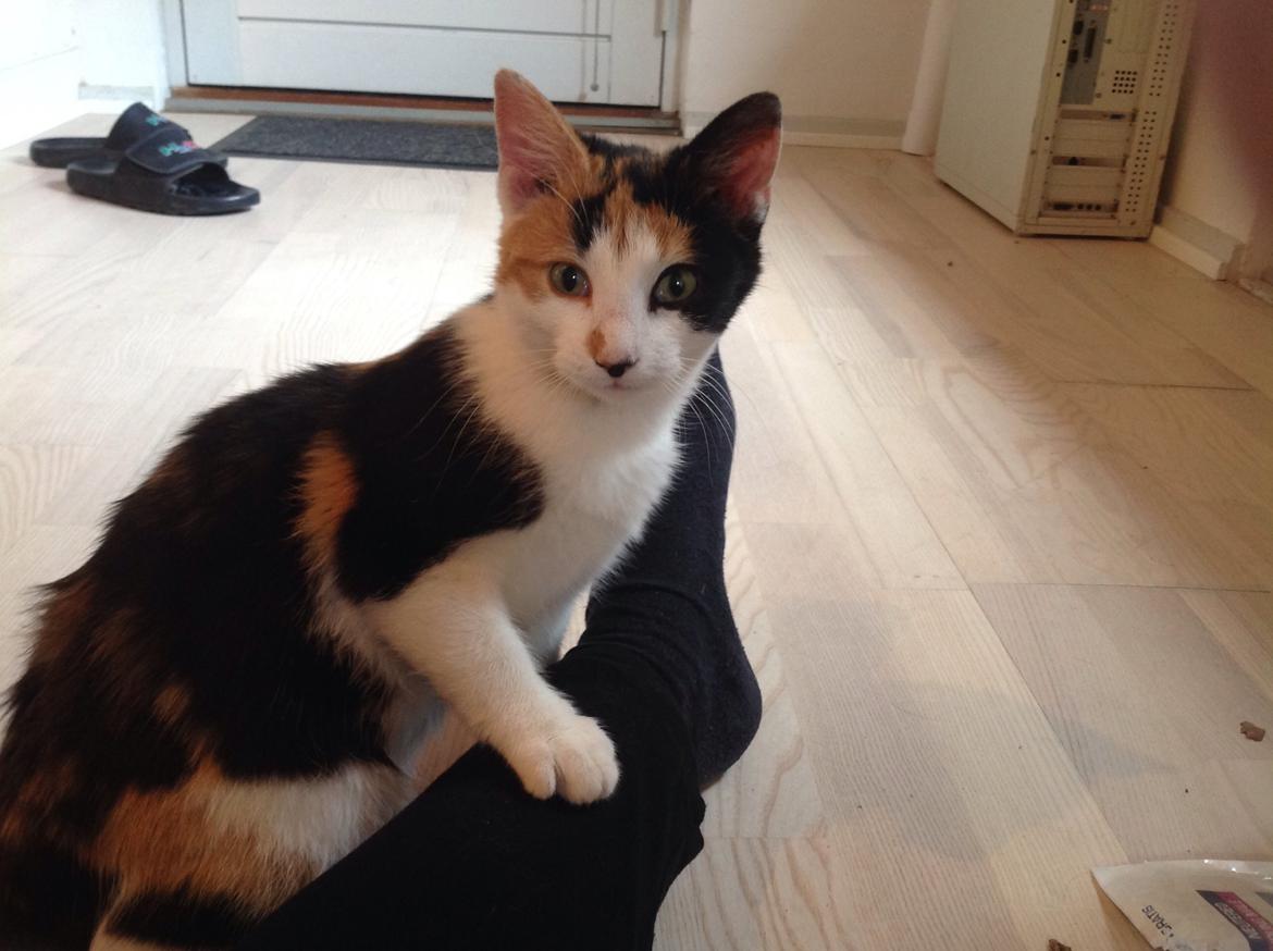 Huskat Jytte billede 9