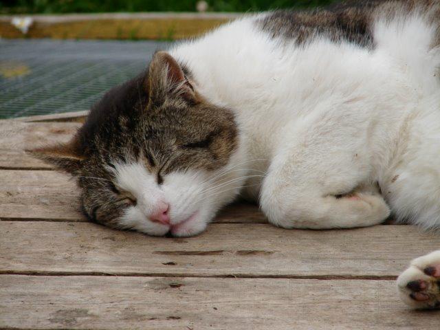 Huskat Frodo billede 1