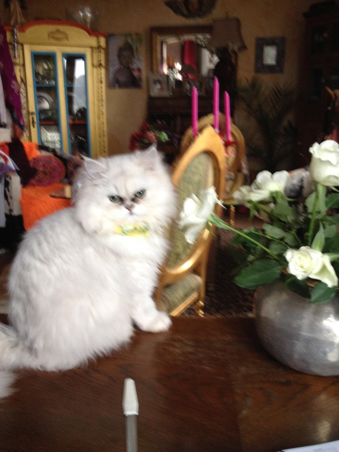 Perser Shaniea billede 4