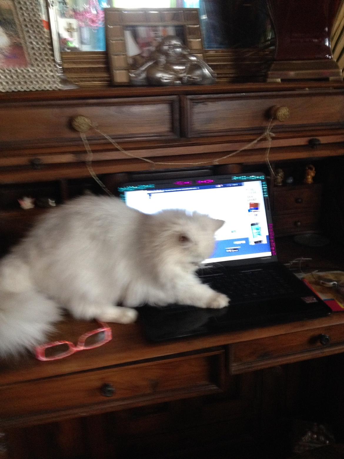 Perser Shaniea billede 5