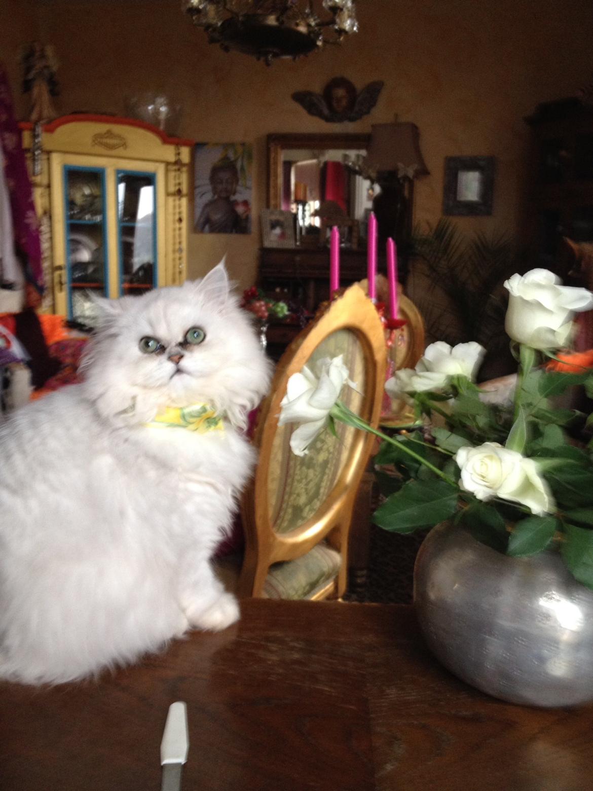 Perser Shaniea billede 3