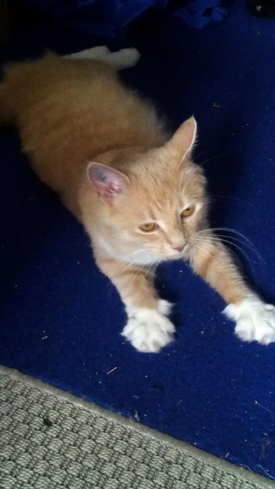 Blanding af racer Trisse billede 1