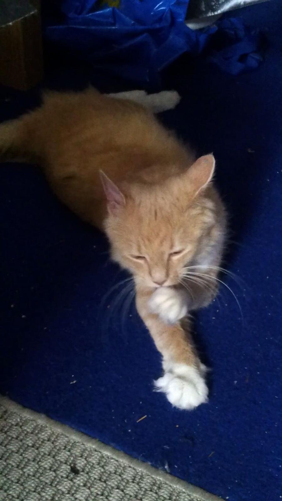 Blanding af racer Trisse billede 2