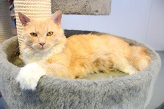 Blanding af racer Trisse billede 3