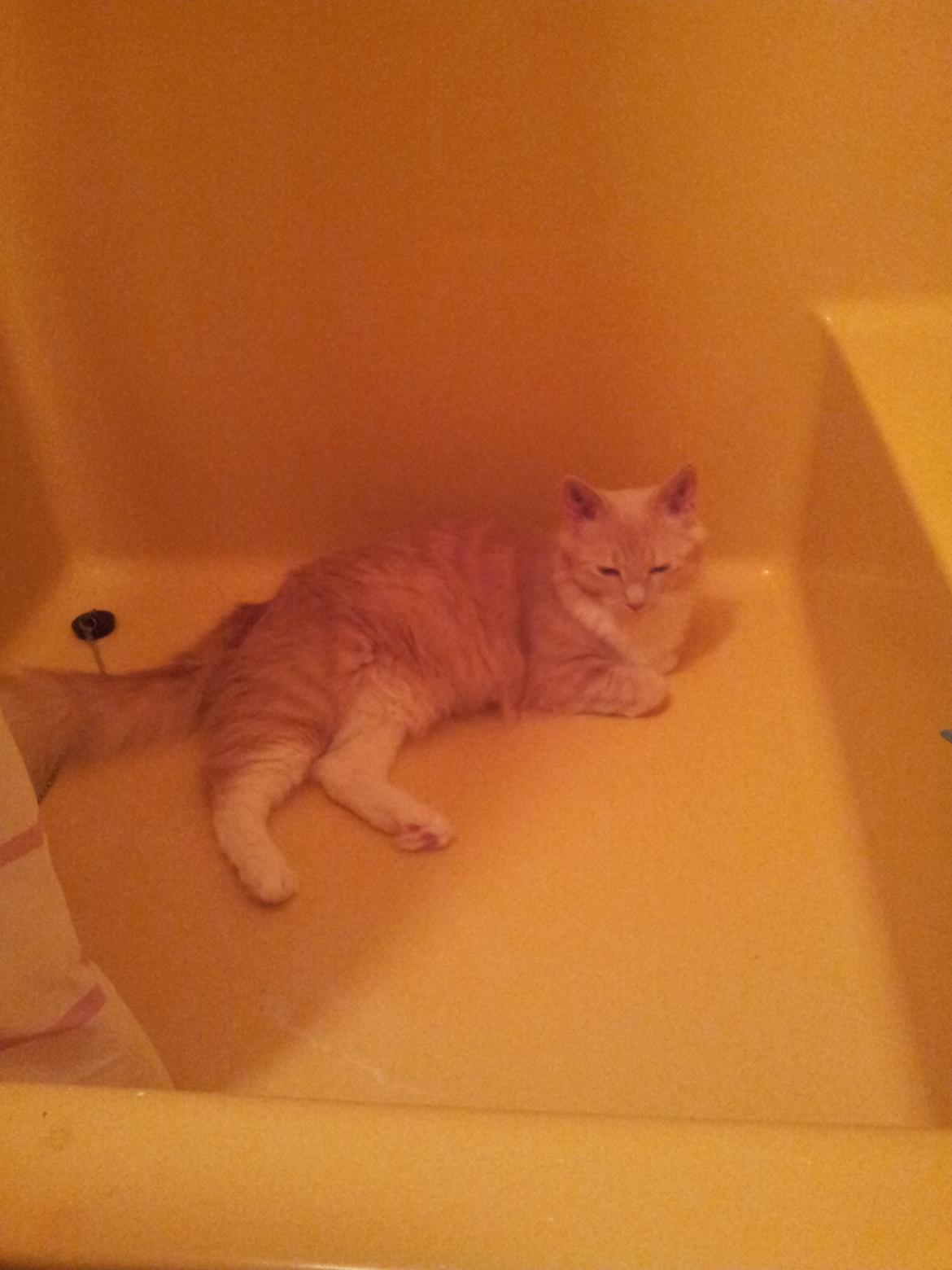 Blanding af racer Trisse billede 4