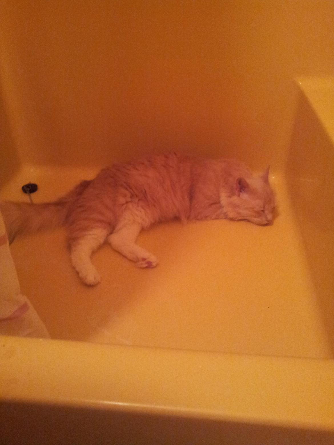 Blanding af racer Trisse billede 5