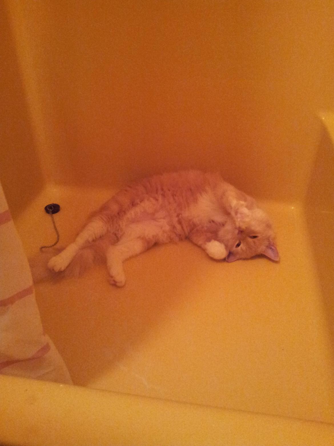 Blanding af racer Trisse billede 6