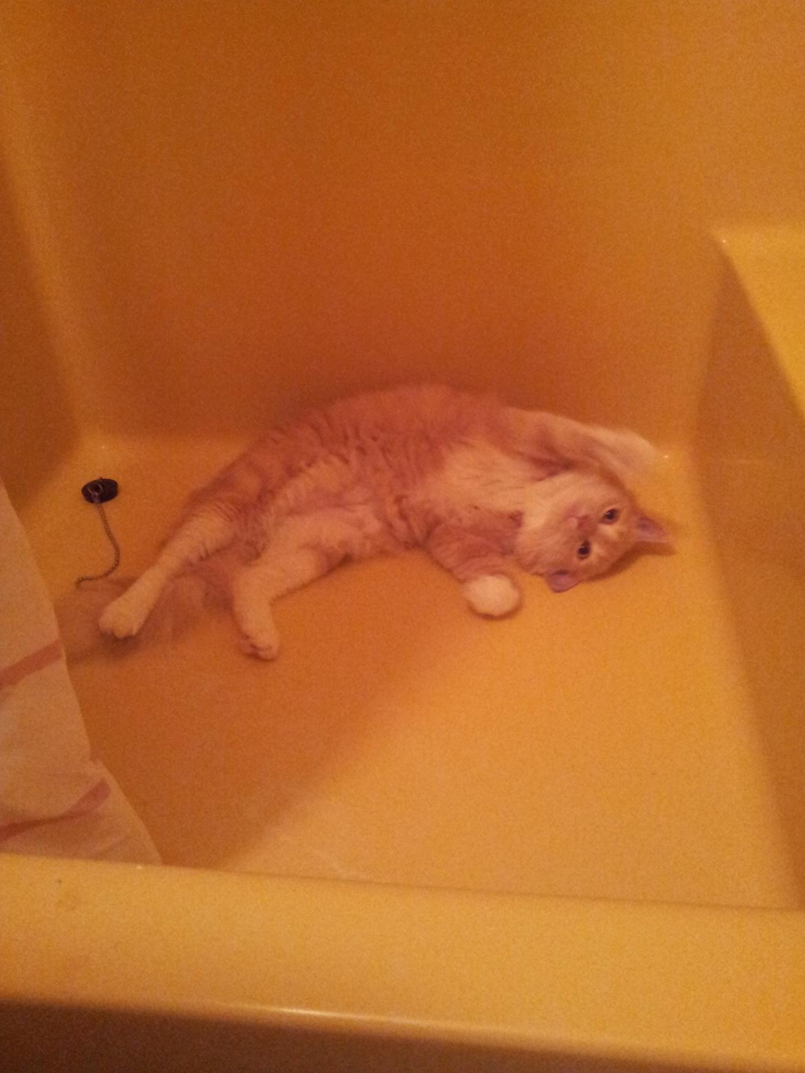 Blanding af racer Trisse billede 7