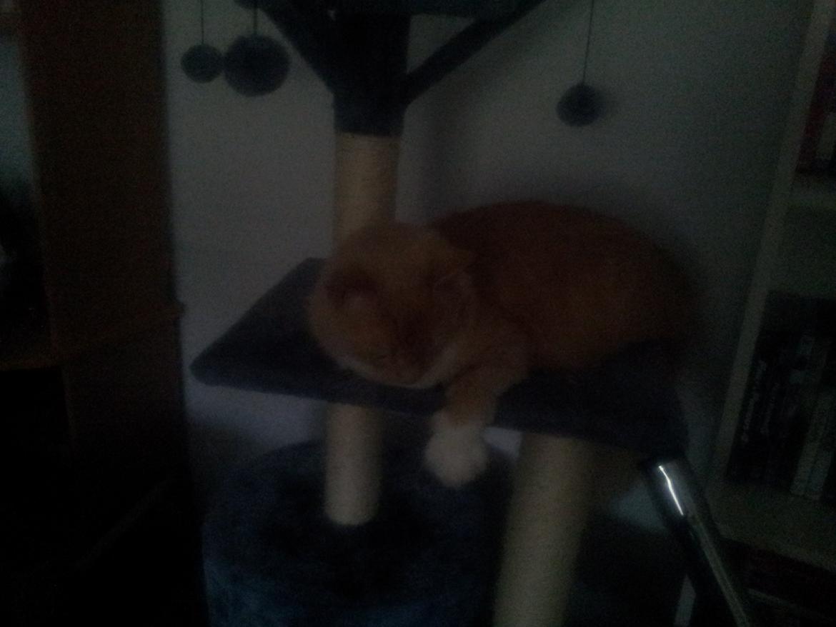 Blanding af racer Trisse billede 8