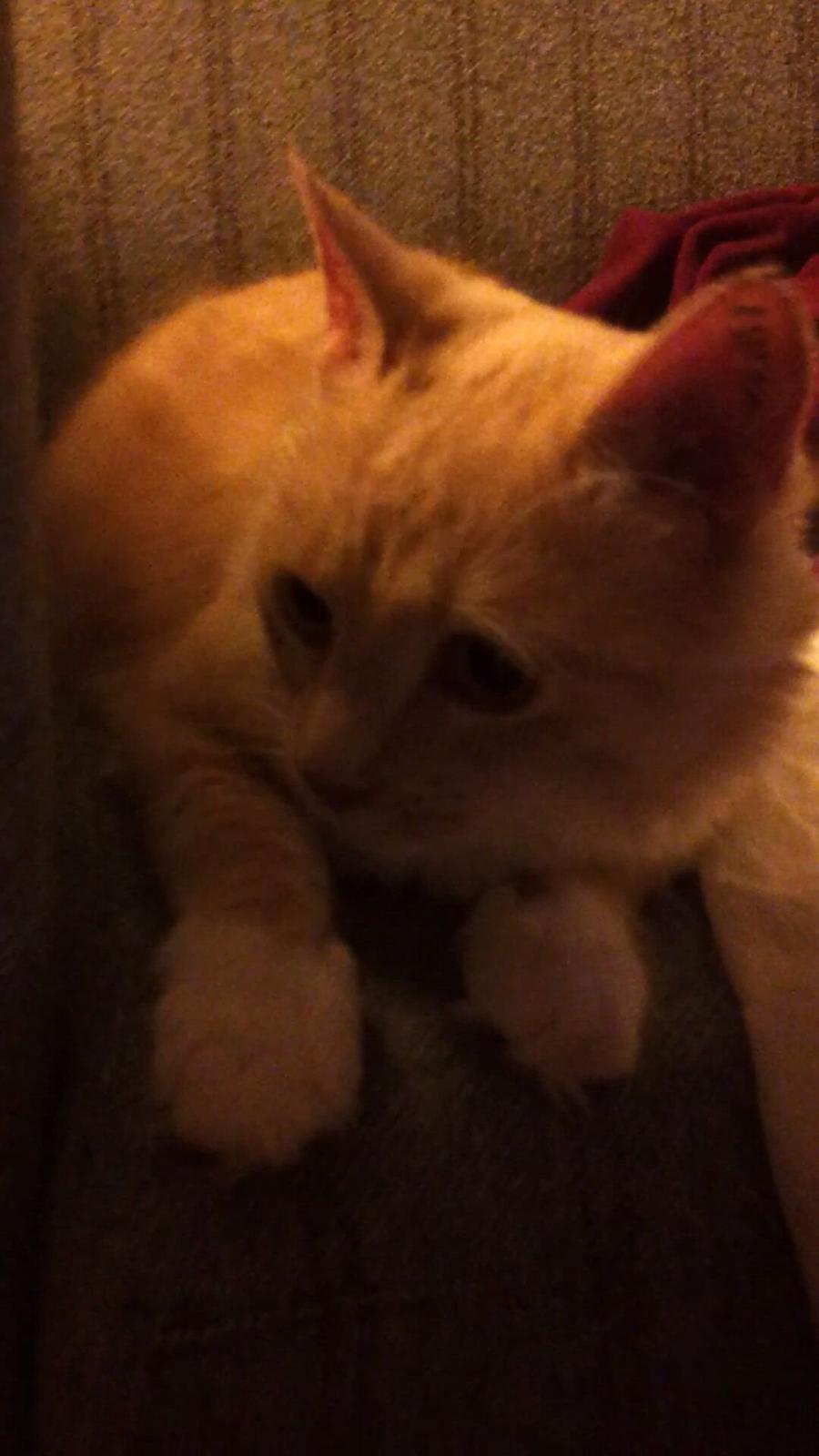 Blanding af racer Trisse billede 9