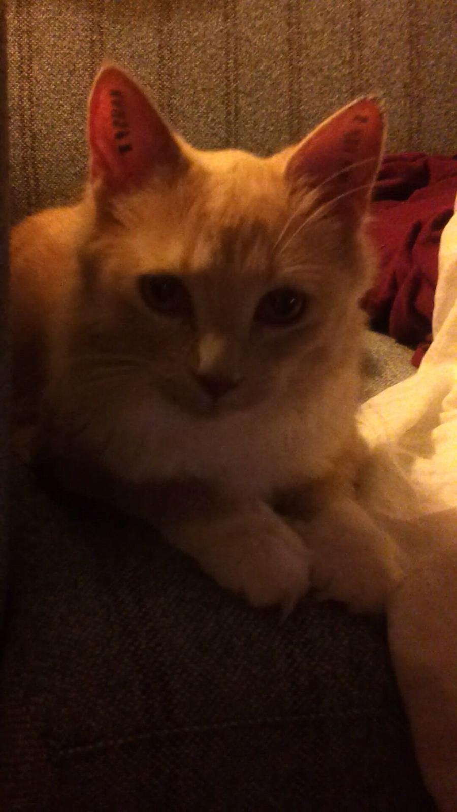 Blanding af racer Trisse billede 10