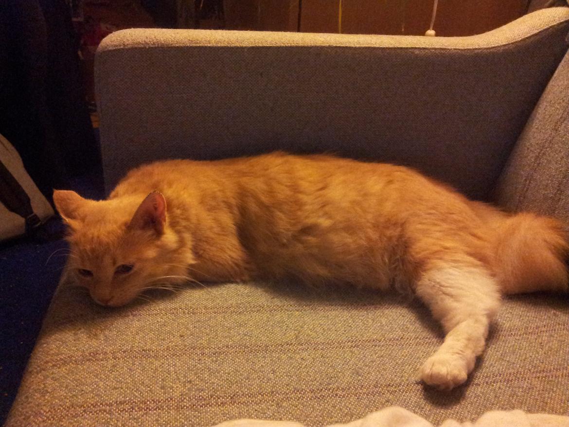 Blanding af racer Trisse billede 11