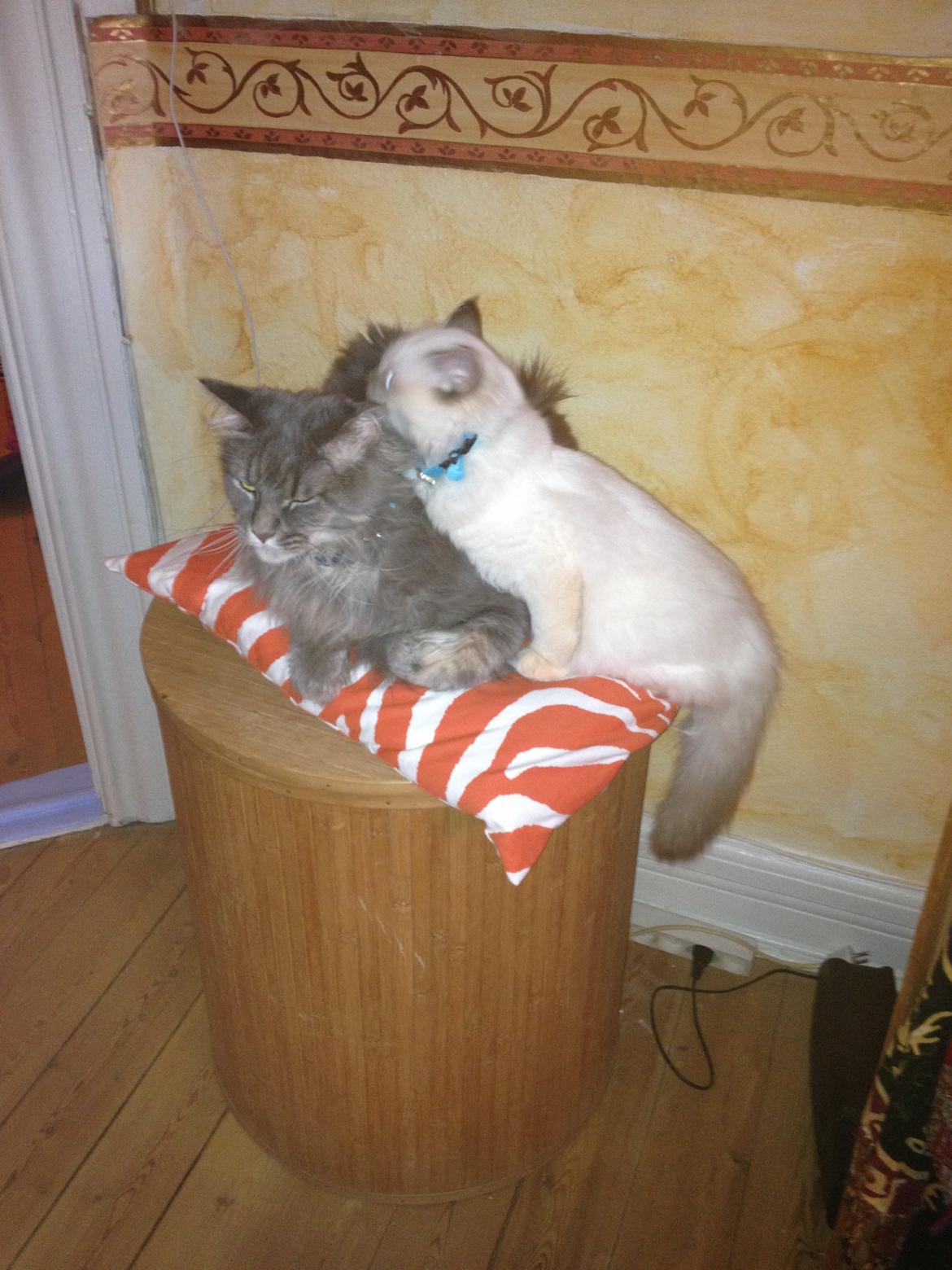 Maine Coon Mohi billede 7