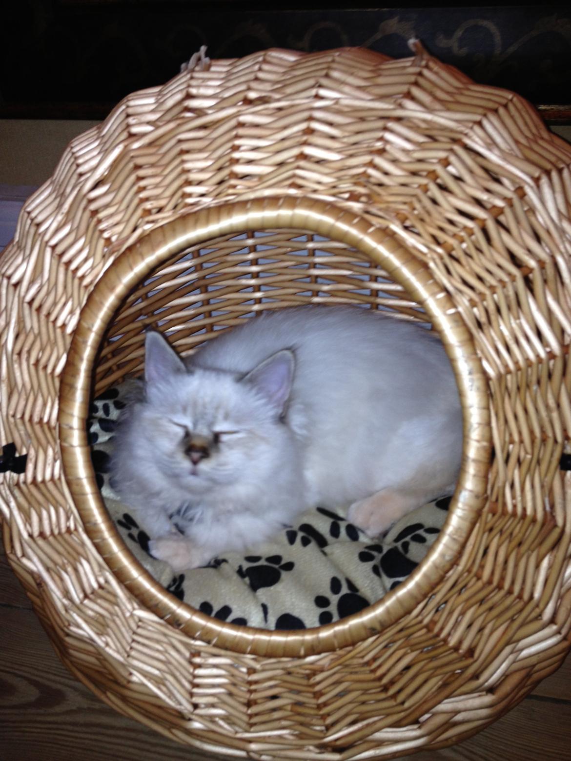 Hellig Birma Jaggi billede 1