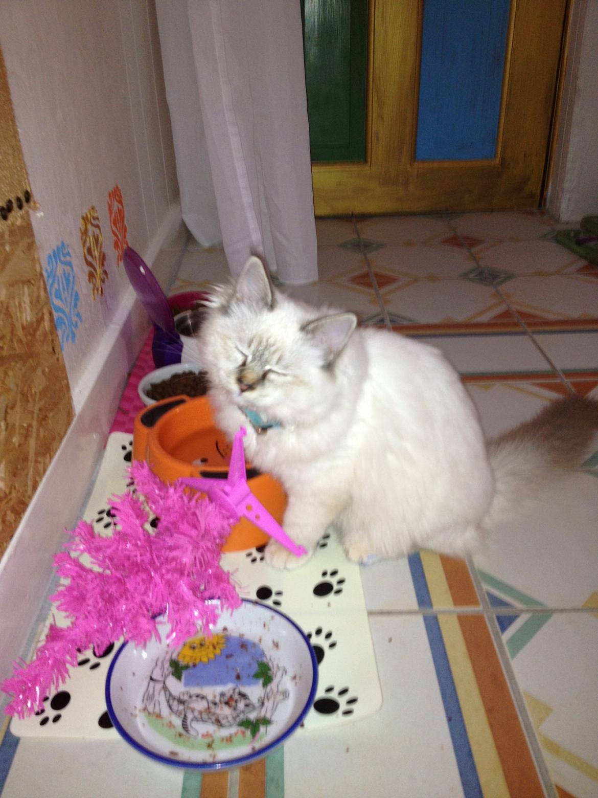 Hellig Birma Jaggi billede 3