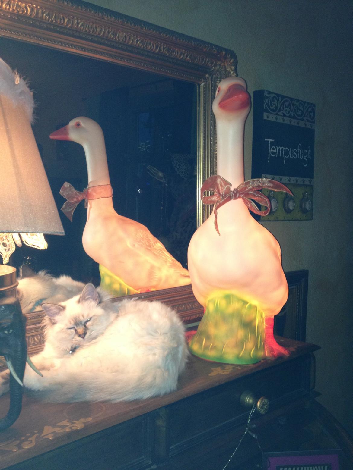 Hellig Birma Jaggi billede 2