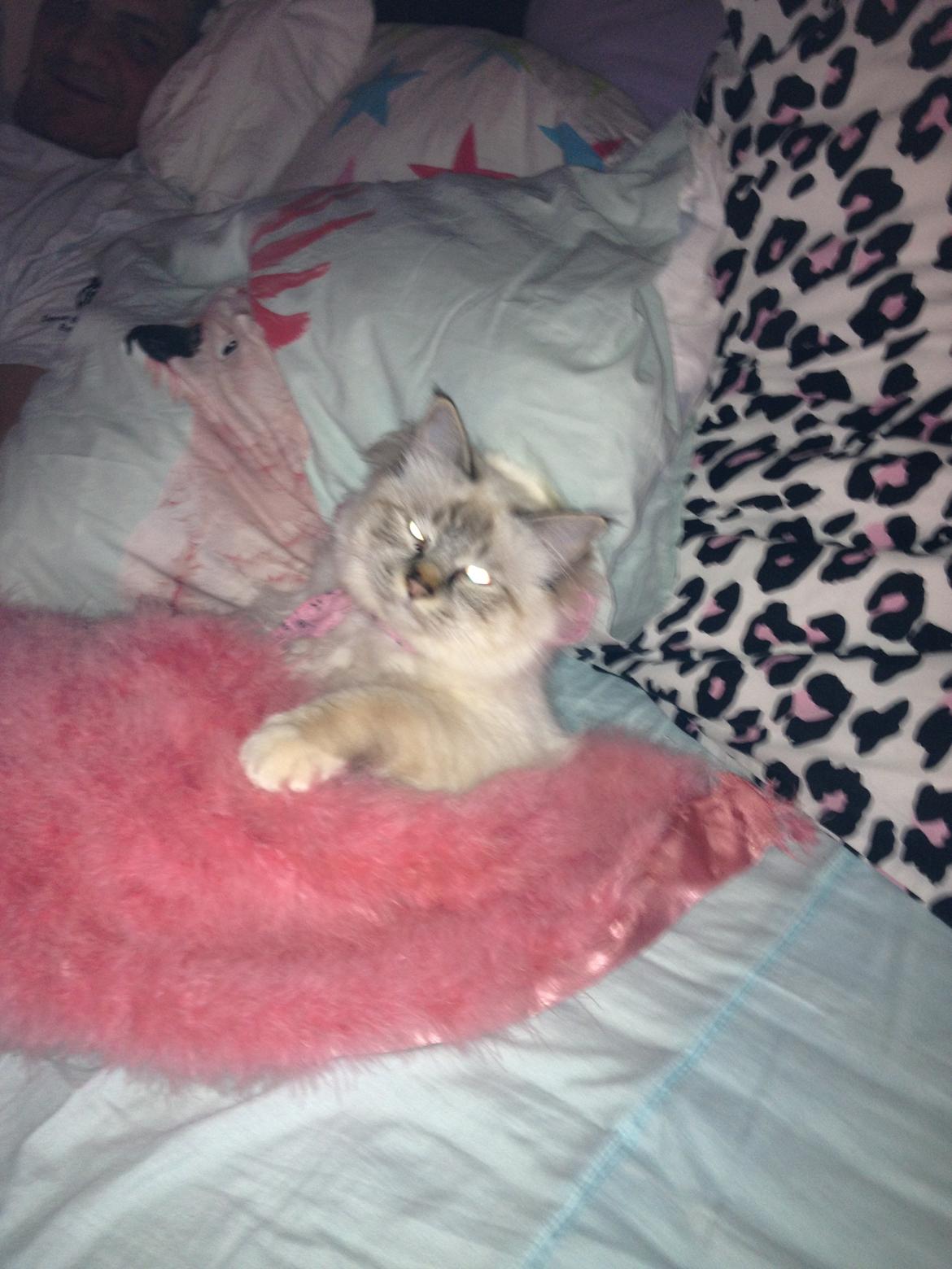 Hellig Birma Jaggi billede 5