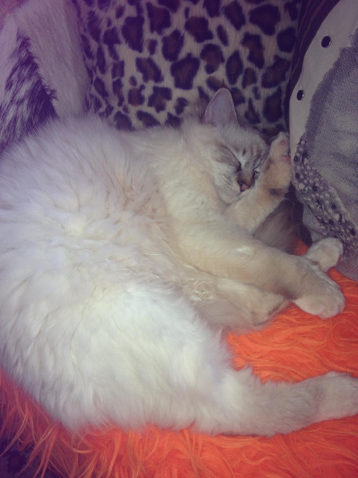 Hellig Birma Jaggi billede 4