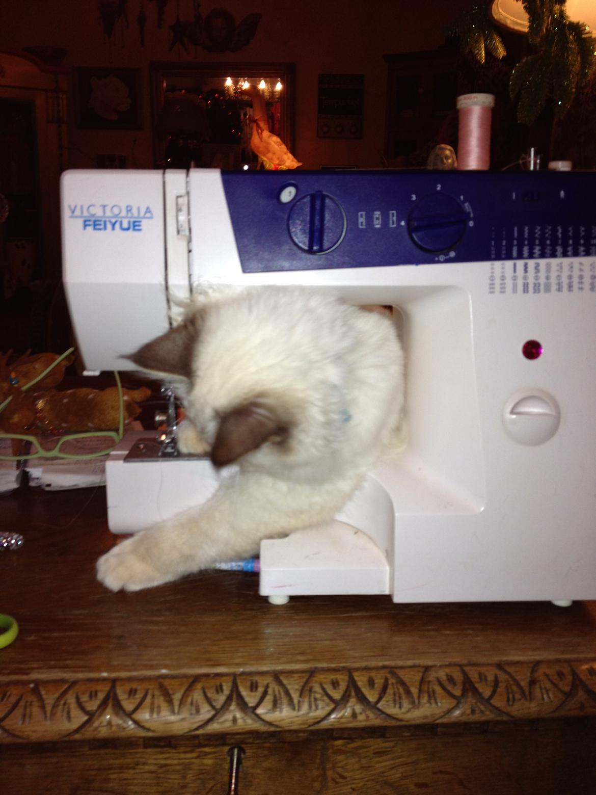 Hellig Birma Jaggi billede 6