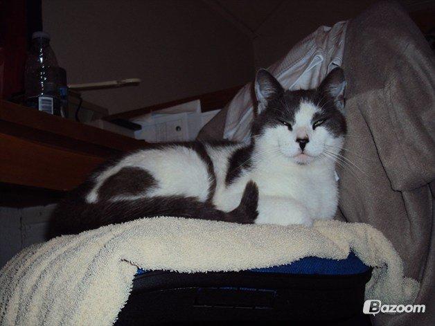 Huskat Batman (R.I.P) billede 1