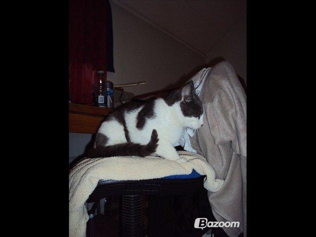 Huskat Batman (R.I.P) billede 4