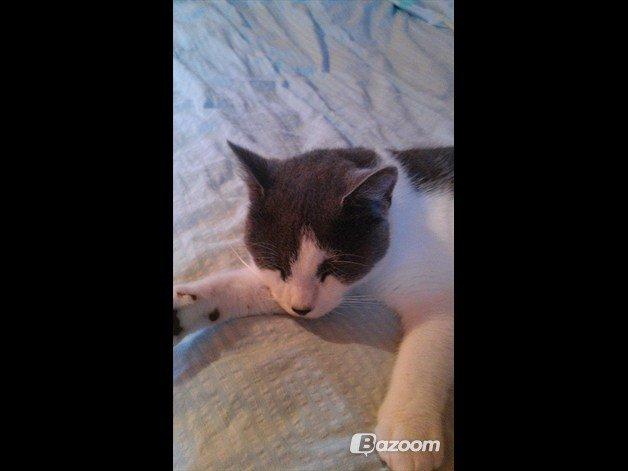 Huskat Batman (R.I.P) billede 7