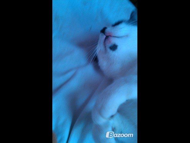 Huskat Batman (R.I.P) billede 10