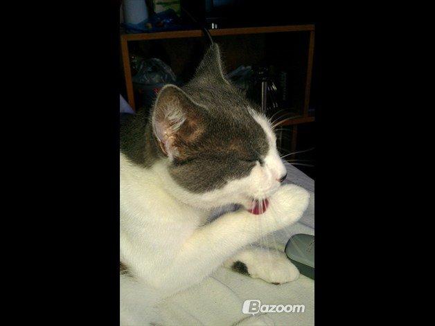 Huskat Batman (R.I.P) billede 11
