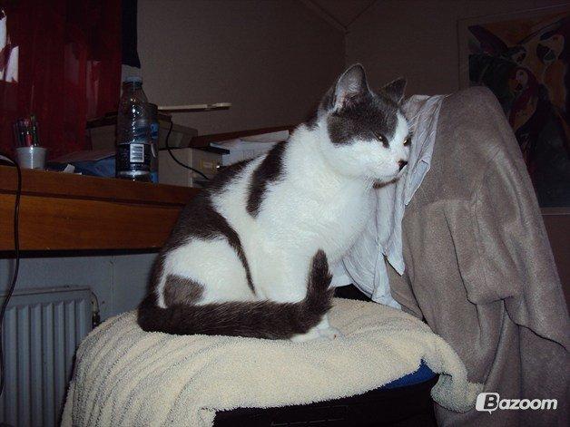 Huskat Batman (R.I.P) billede 3
