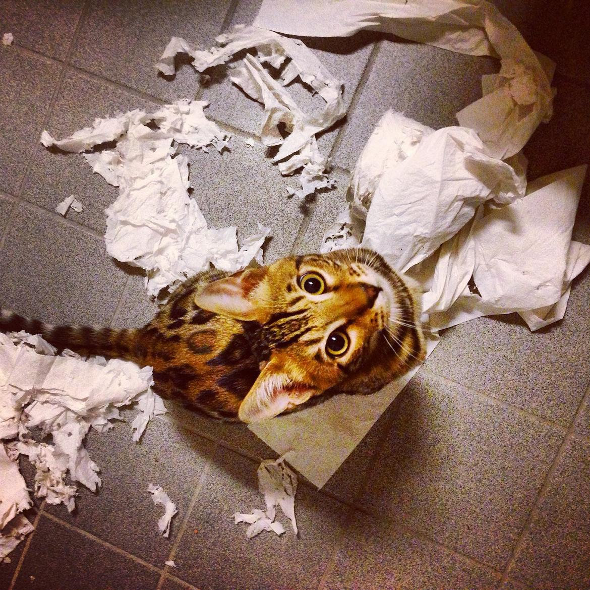 Bengal Nebsagers Skywalker billede 1