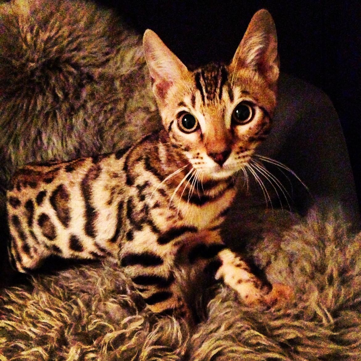 Bengal Nebsagers Skywalker billede 3