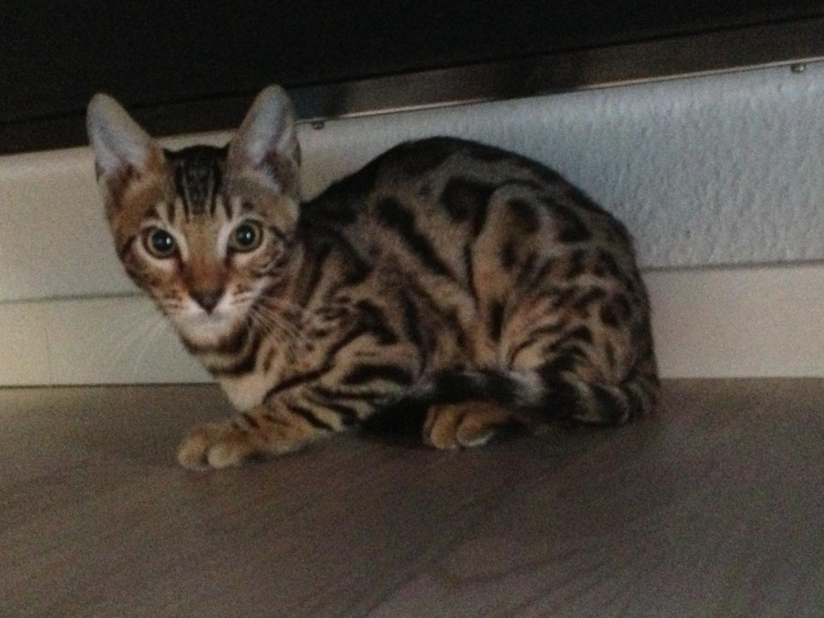 Bengal Nebsagers Skywalker billede 5