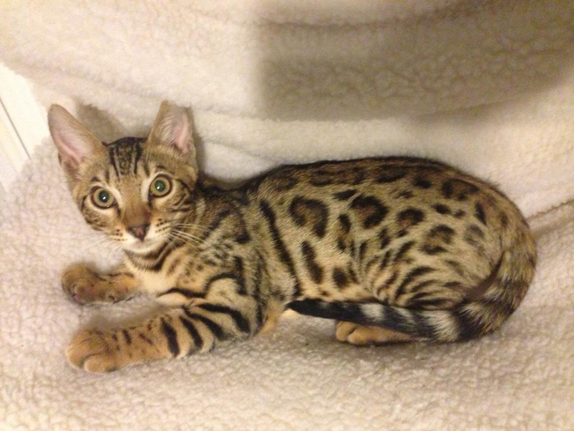 Bengal Nebsagers Skywalker billede 7