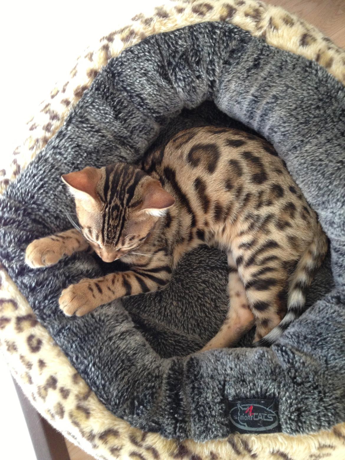 Bengal Nebsagers Skywalker billede 9