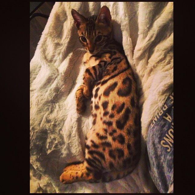 Bengal Nebsagers Skywalker billede 8