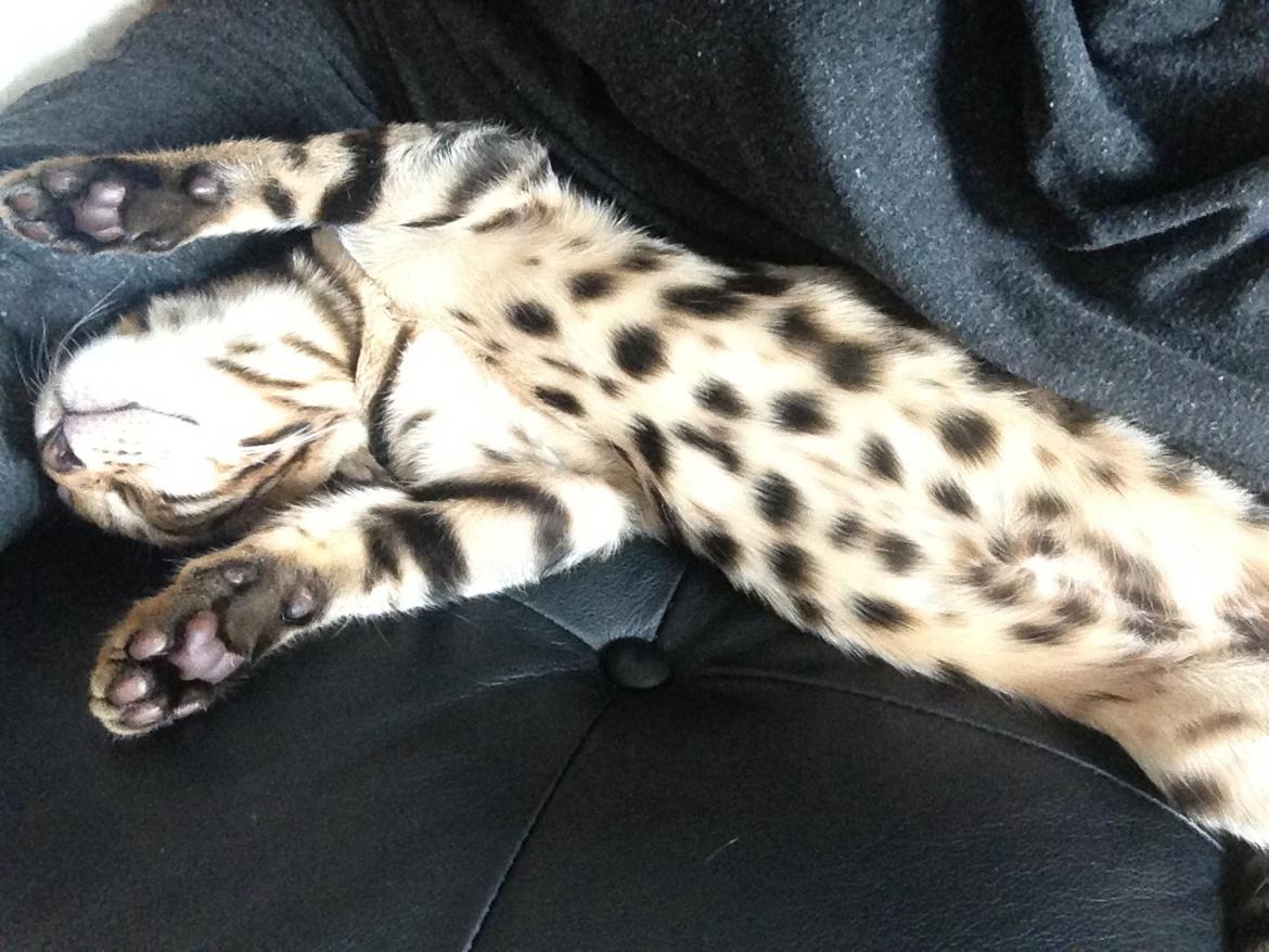 Bengal Nebsagers Skywalker billede 11