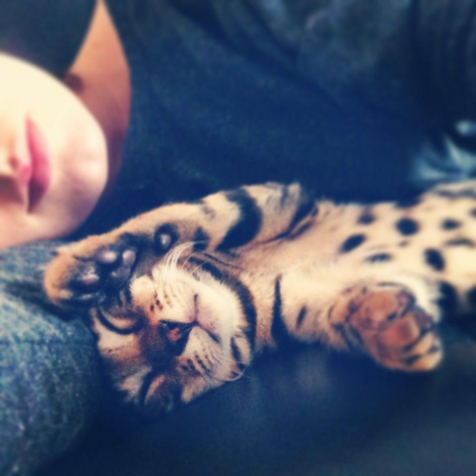 Bengal Nebsagers Skywalker billede 10