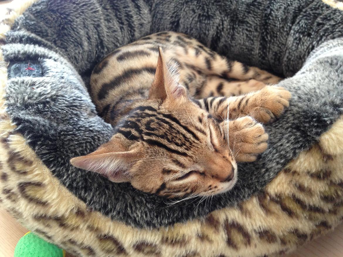 Bengal Nebsagers Skywalker billede 15