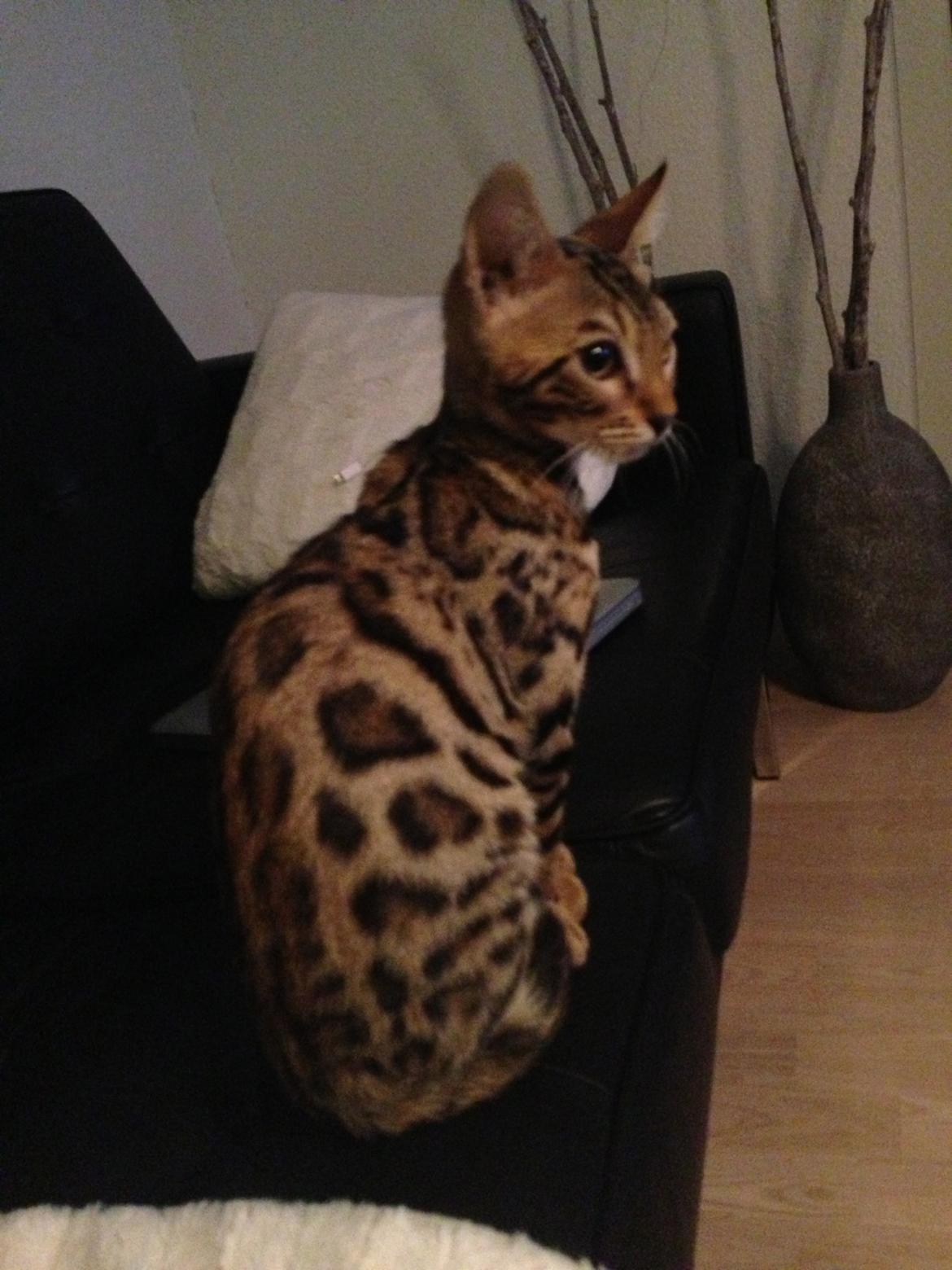 Bengal Nebsagers Skywalker billede 14