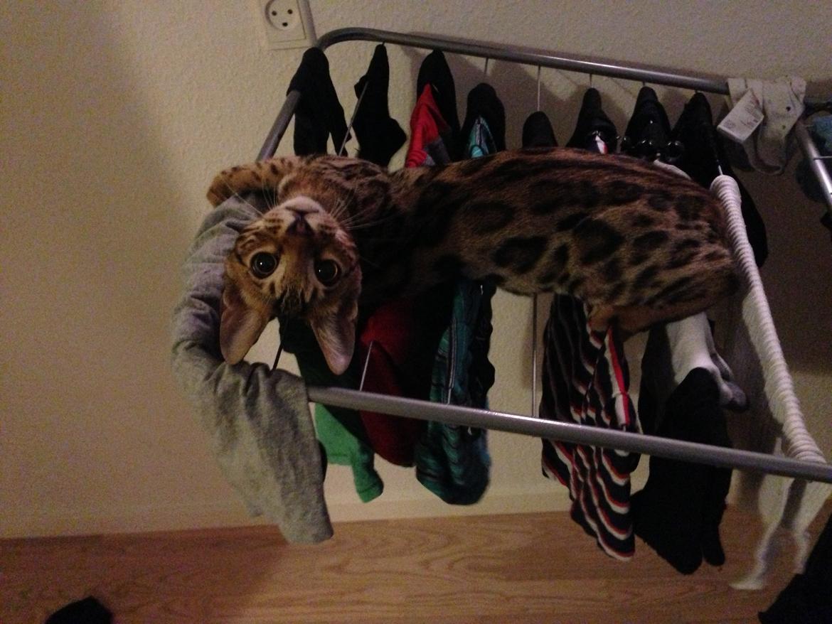 Bengal Nebsagers Skywalker billede 16