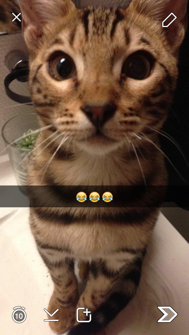 Bengal Nebsagers Skywalker billede 17