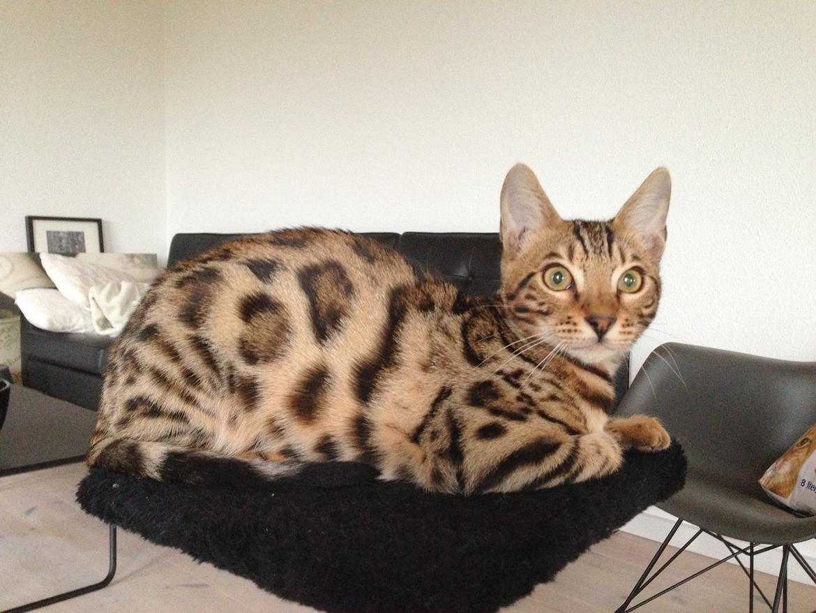 Bengal Nebsagers Skywalker billede 19