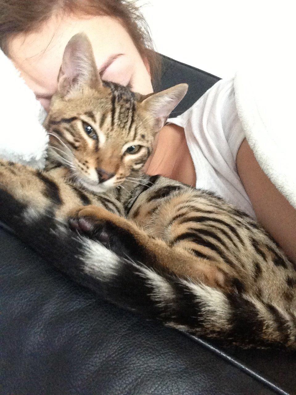 Bengal Nebsagers Skywalker billede 18