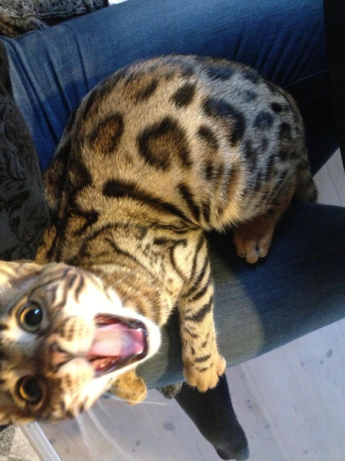 Bengal Nebsagers Skywalker billede 22