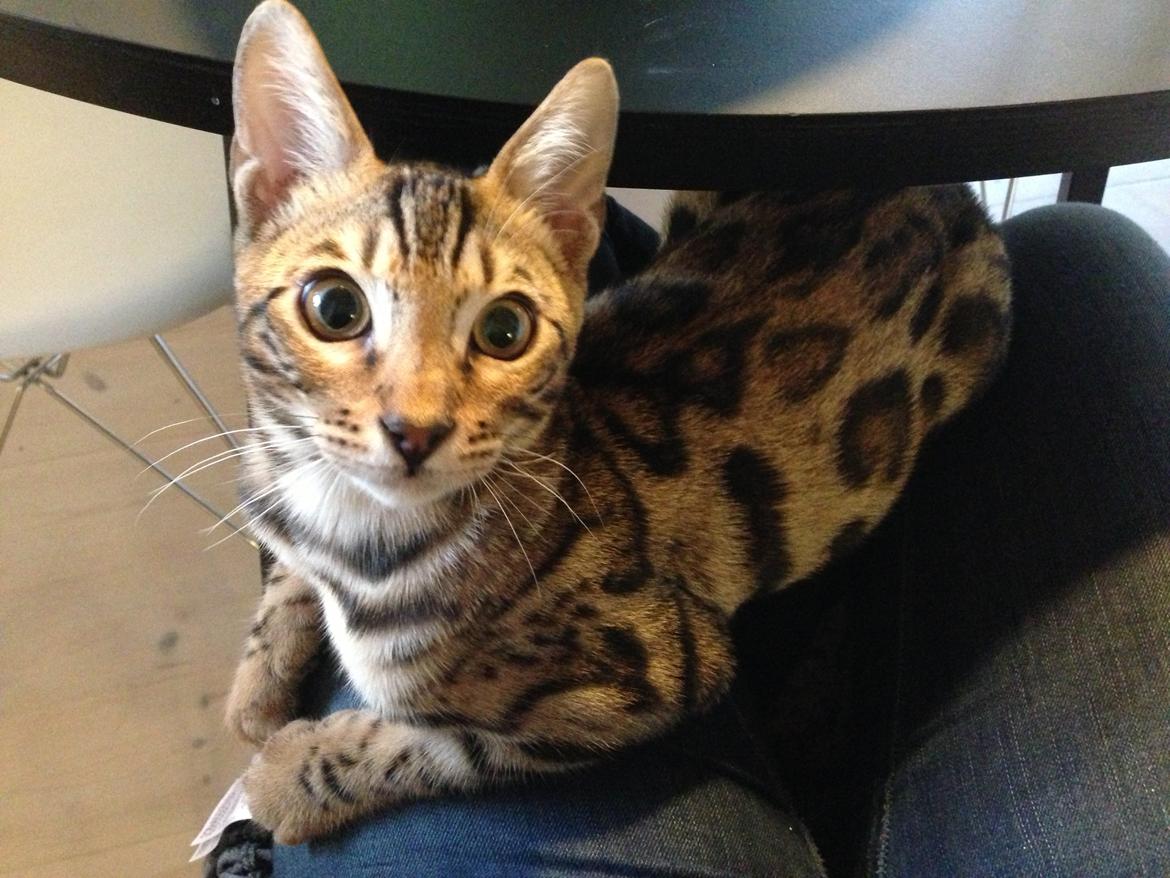Bengal Nebsagers Skywalker billede 21