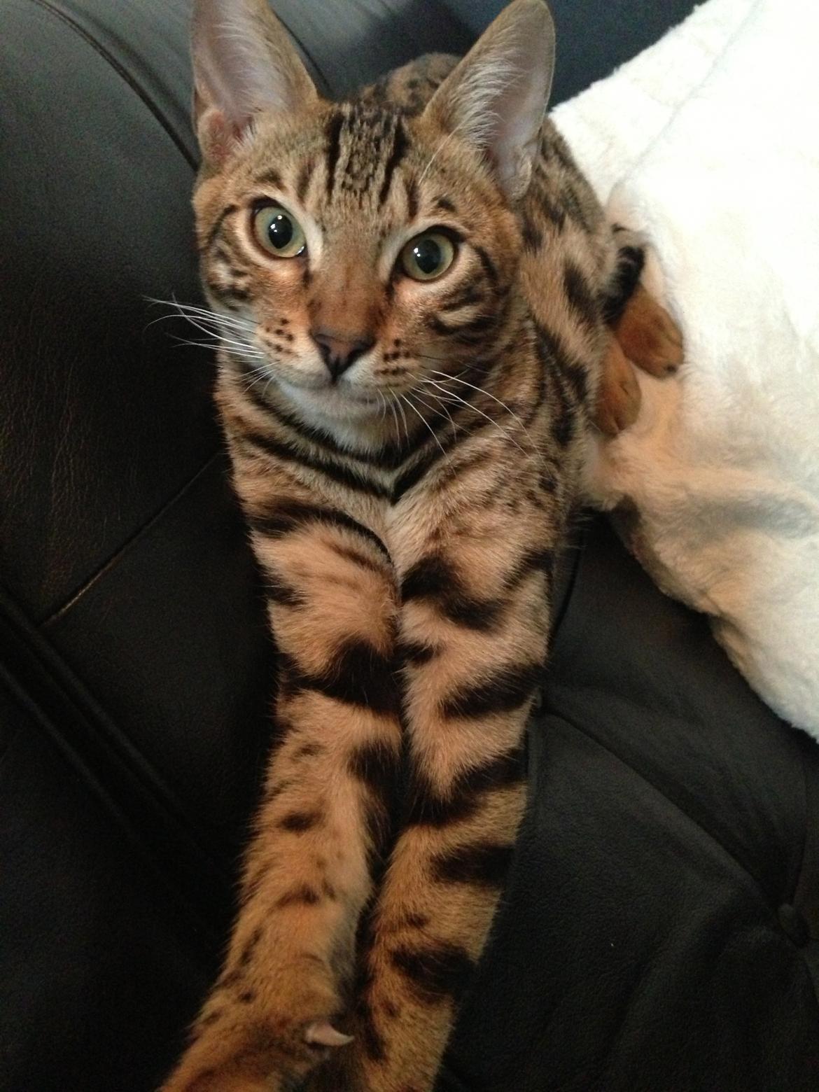 Bengal Nebsagers Skywalker billede 23