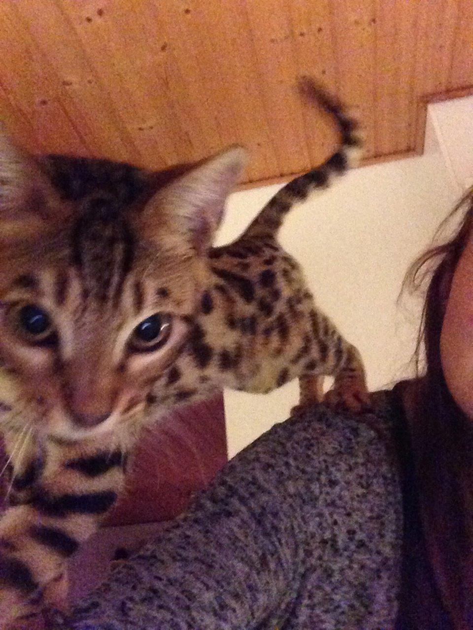 Bengal Nebsagers Skywalker billede 24