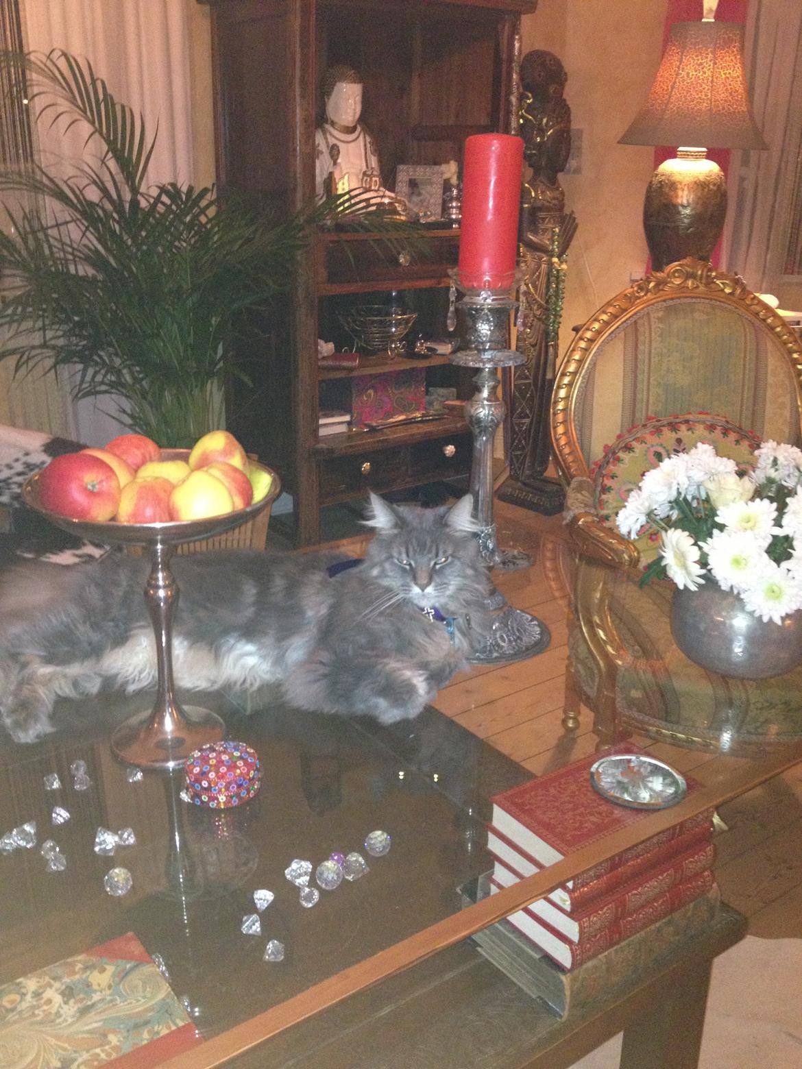 Maine Coon Mohi billede 8