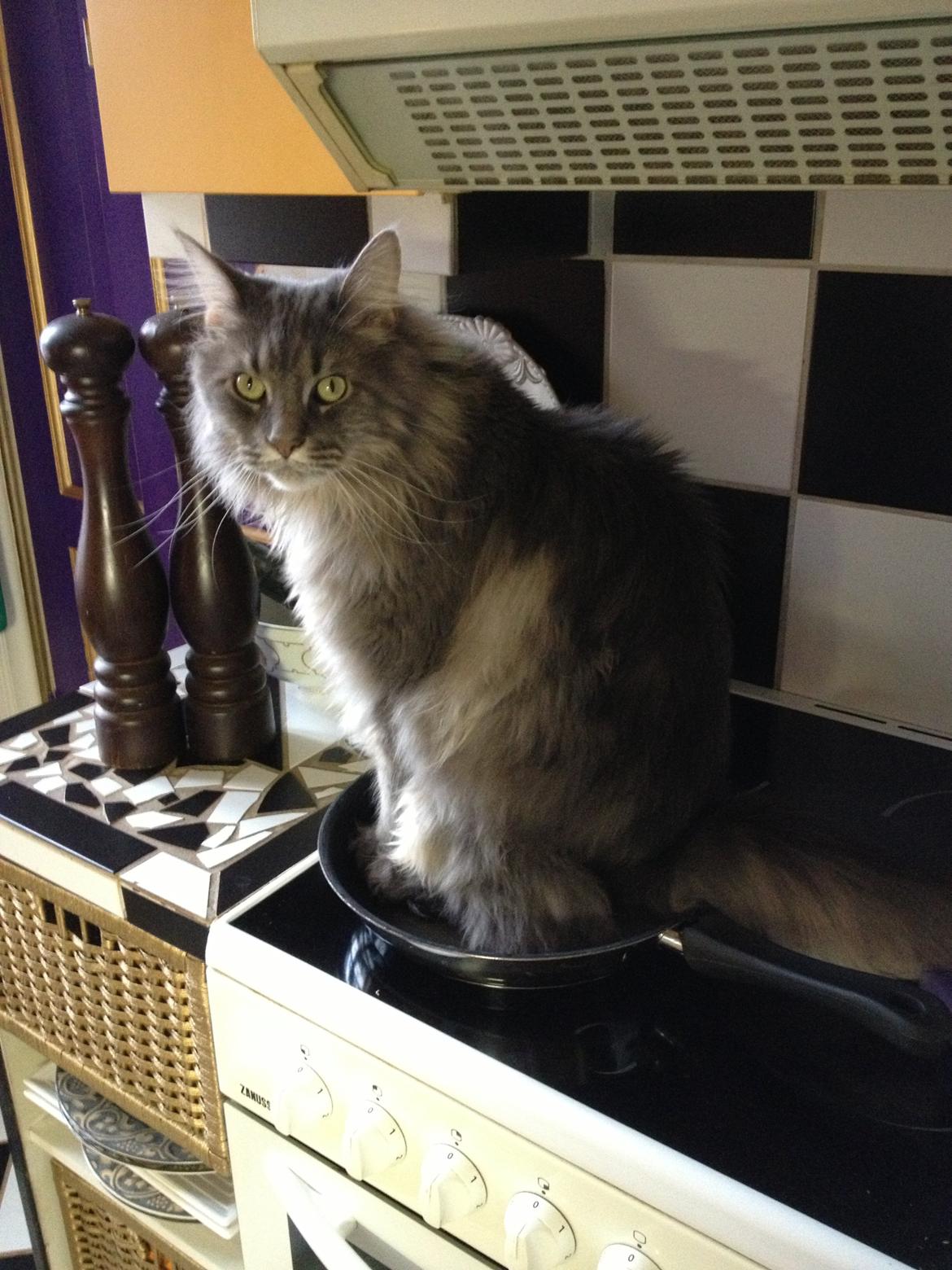 Maine Coon Mohi billede 9