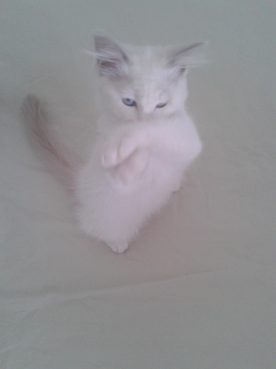 Ragdoll Malou billede 1